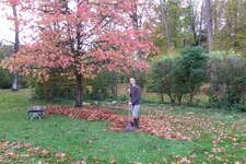 Ratissage des feuilles en automne